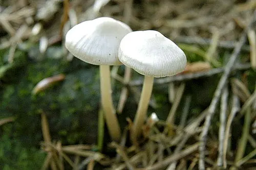 Another view of White Fibrecap