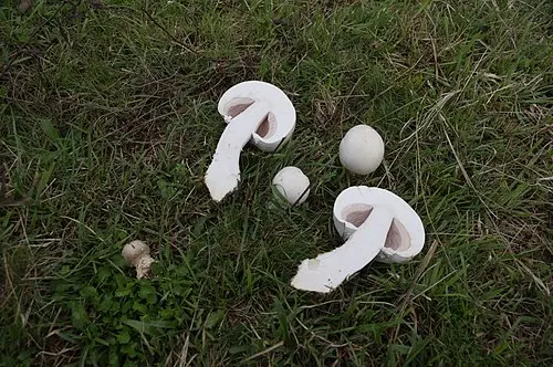 Another view of Macro Mushroom