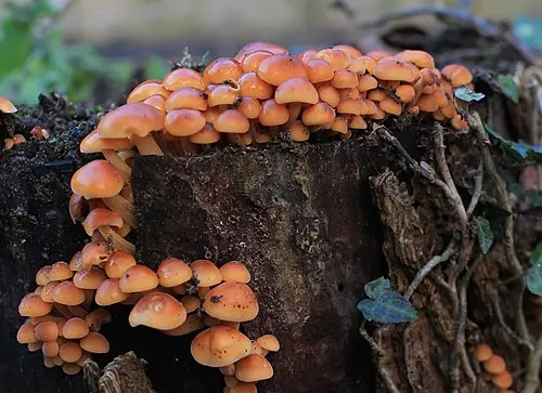 Another view of Velvet Shank