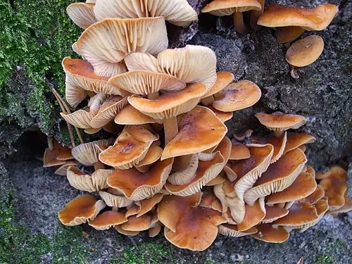 Another view of Velvet Shank