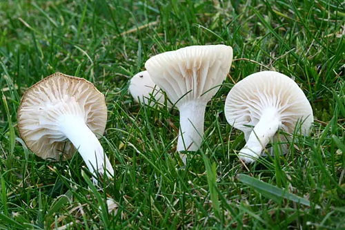 Another view of Snowy Waxcap