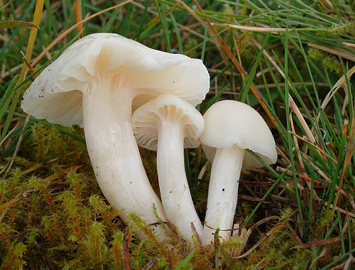 Another view of Snowy Waxcap