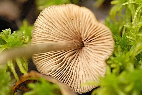 Another view of Star Pinkgill Mushroom