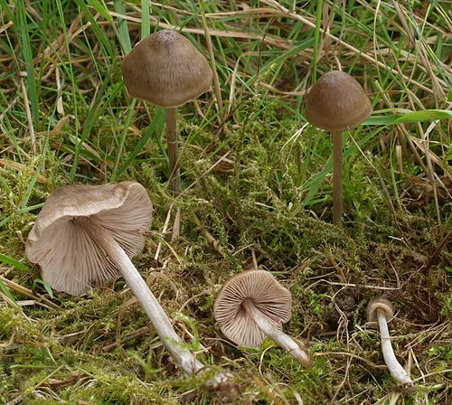 Another view of Star Pinkgill Mushroom