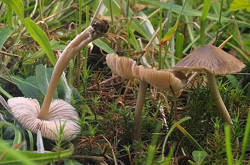 Another view of Star Pinkgill Mushroom