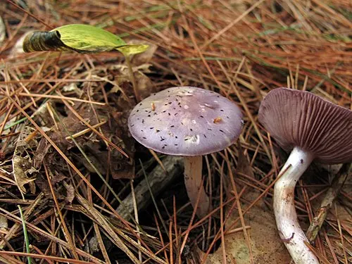 Another view of Viscid Violet Cort