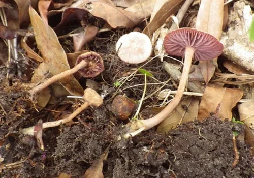Another view of Wine-brown Laccaria