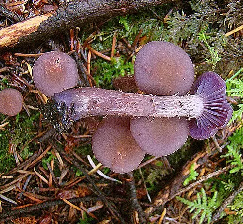 Western Amethyst Laccaria