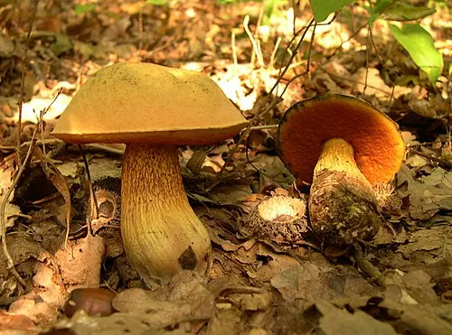 Lurid Bolete