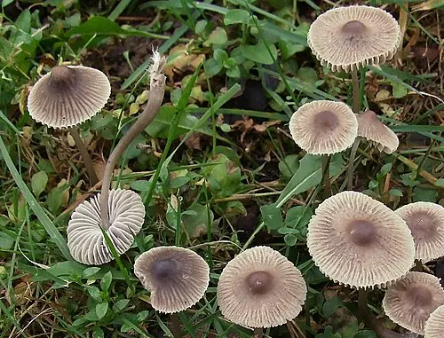Grooved Bonnet
