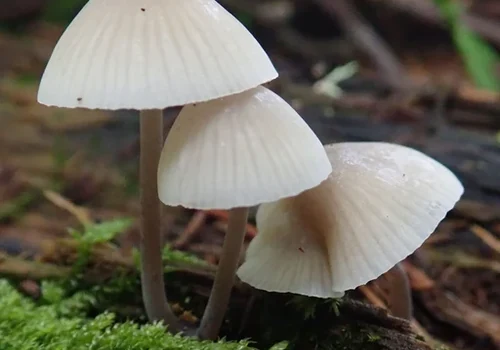 Angel's Bonnet