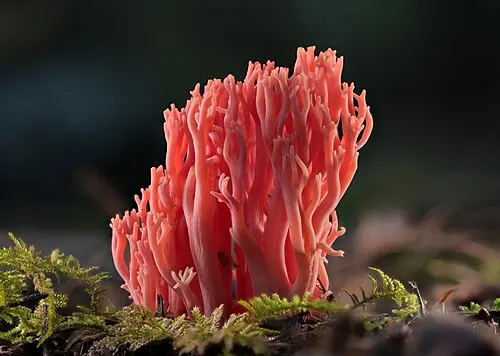 Red Coral