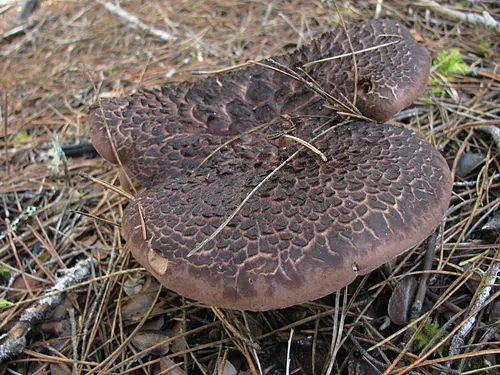 Scaly Tooth