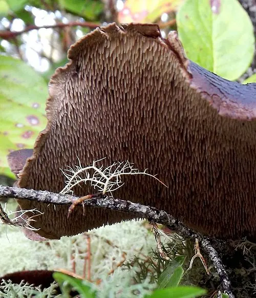 Another view of Scaly Tooth