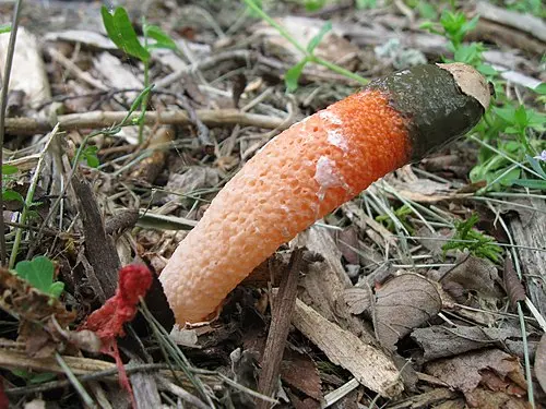 Elegant Stinkhorn