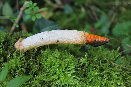 Another view of Dog Stinkhorn