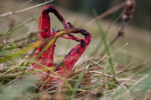Devil's-fingers