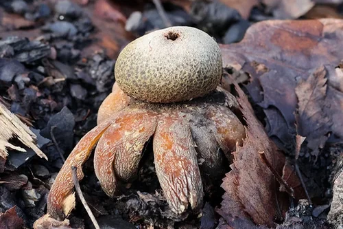 Hygroscopic Earthstar