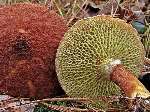 Hollow Bolete