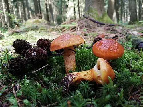 Larch Bolete