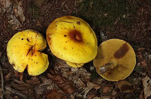 Another view of Larch Bolete