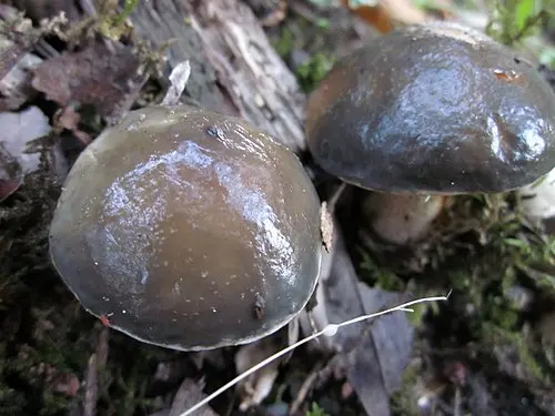 Pungent Slippery Jack