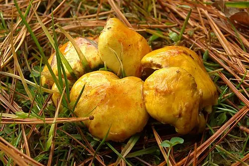 Another view of Chicken Fat Mushroom