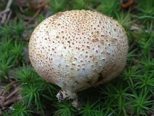 Leopard Earthball