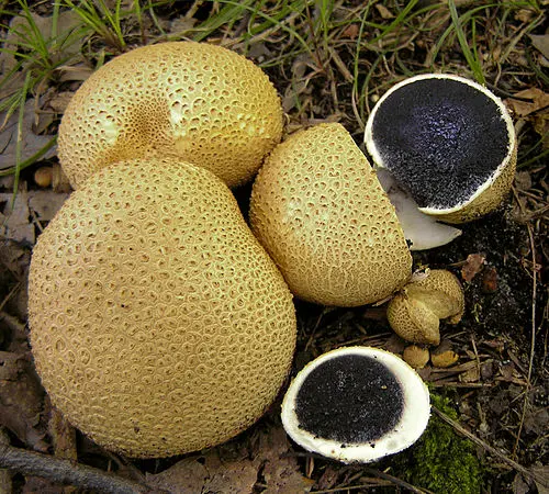 Common Earthball