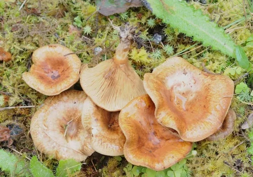 Another view of Alder Rollrim