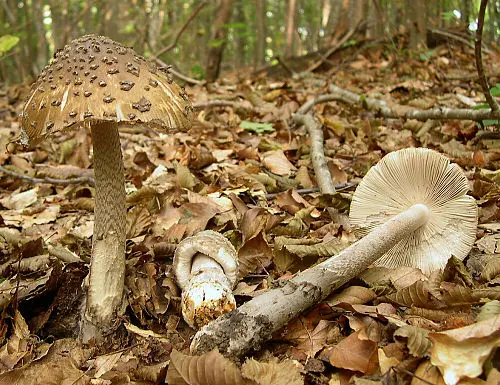 Snakeskin Grisette