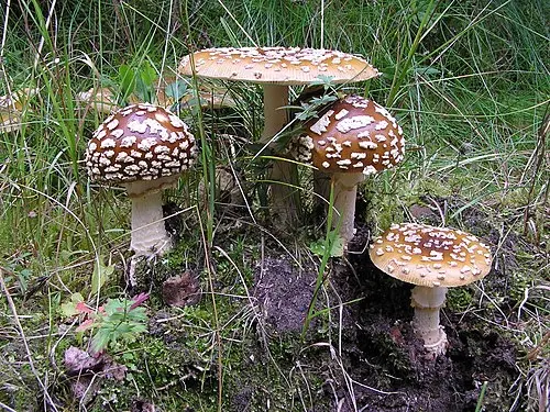 Another view of Royal Fly Agaric