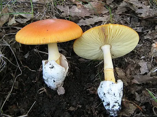 Caesar's Mushroom