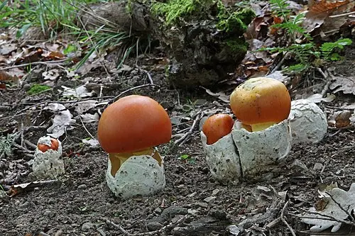 Another view of Caesar's Mushroom