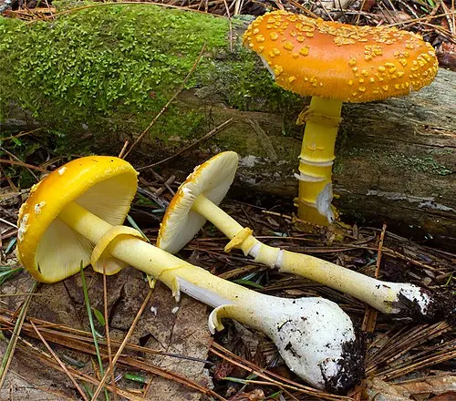 Yellow Patches