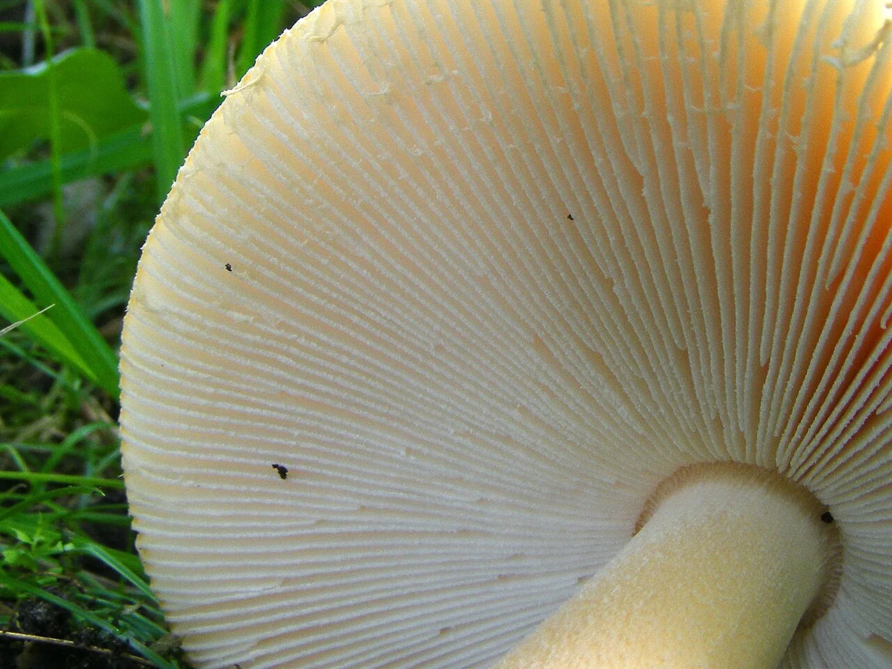 Another view of Orange Grisette