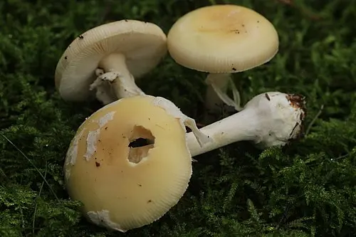 Jewelled Amanita