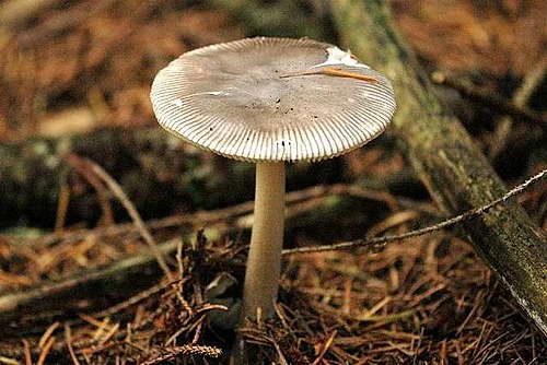 Grisette