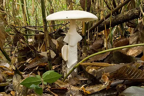 Destroying Angel