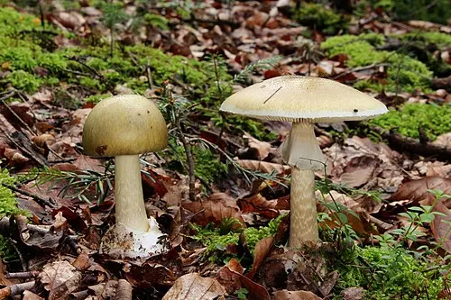 Deathcap