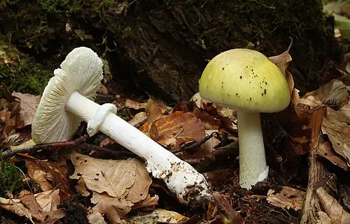 Another view of Deathcap