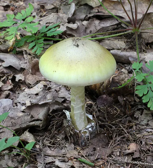 Another view of Deathcap