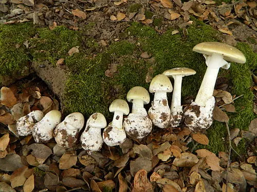 Another view of Deathcap
