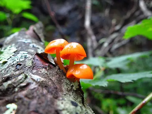 Orange Mycena