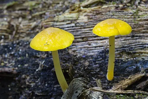 Yellow Shield