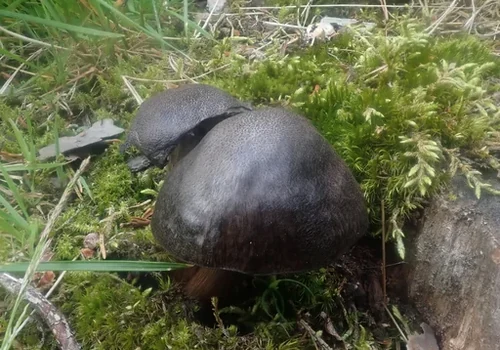 Blackedged Shield