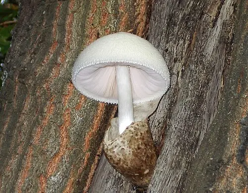 Silky Rosegill