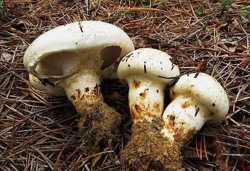 American Matsutake