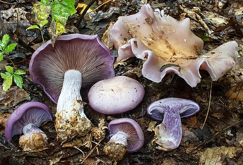 Wood Blewit