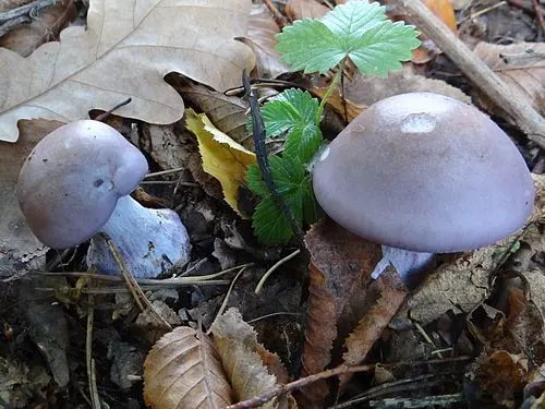 Another view of Wood Blewit